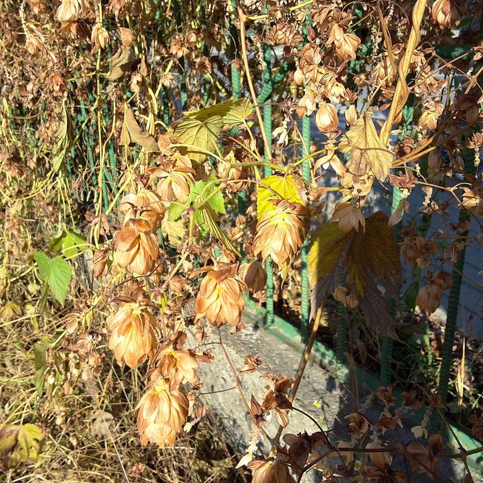 Хміль солодкий, медовий запах. Ціну пропонуйте