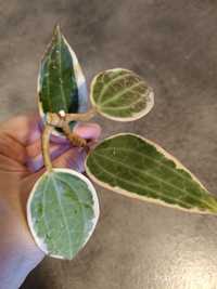 Hoya macrophylla albomarginata sadzonka cięta