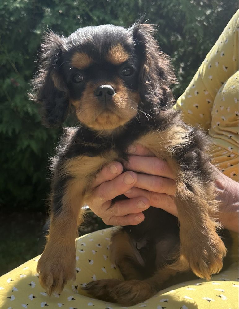 Cavalier King Charles Spaniel- piesek ZKwP