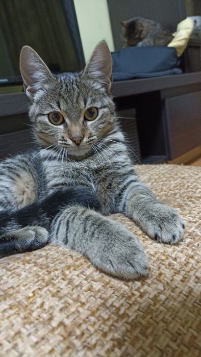 Мурчик чекає на люблячого хазяїна