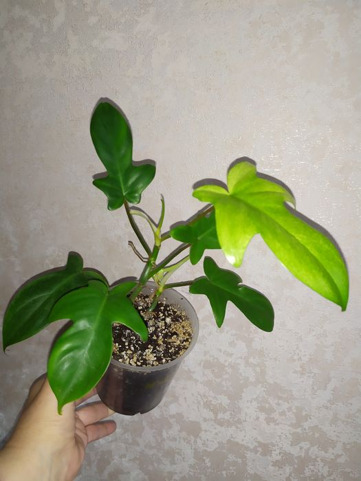 Ароидные (филодендрон, эпипремнумы)