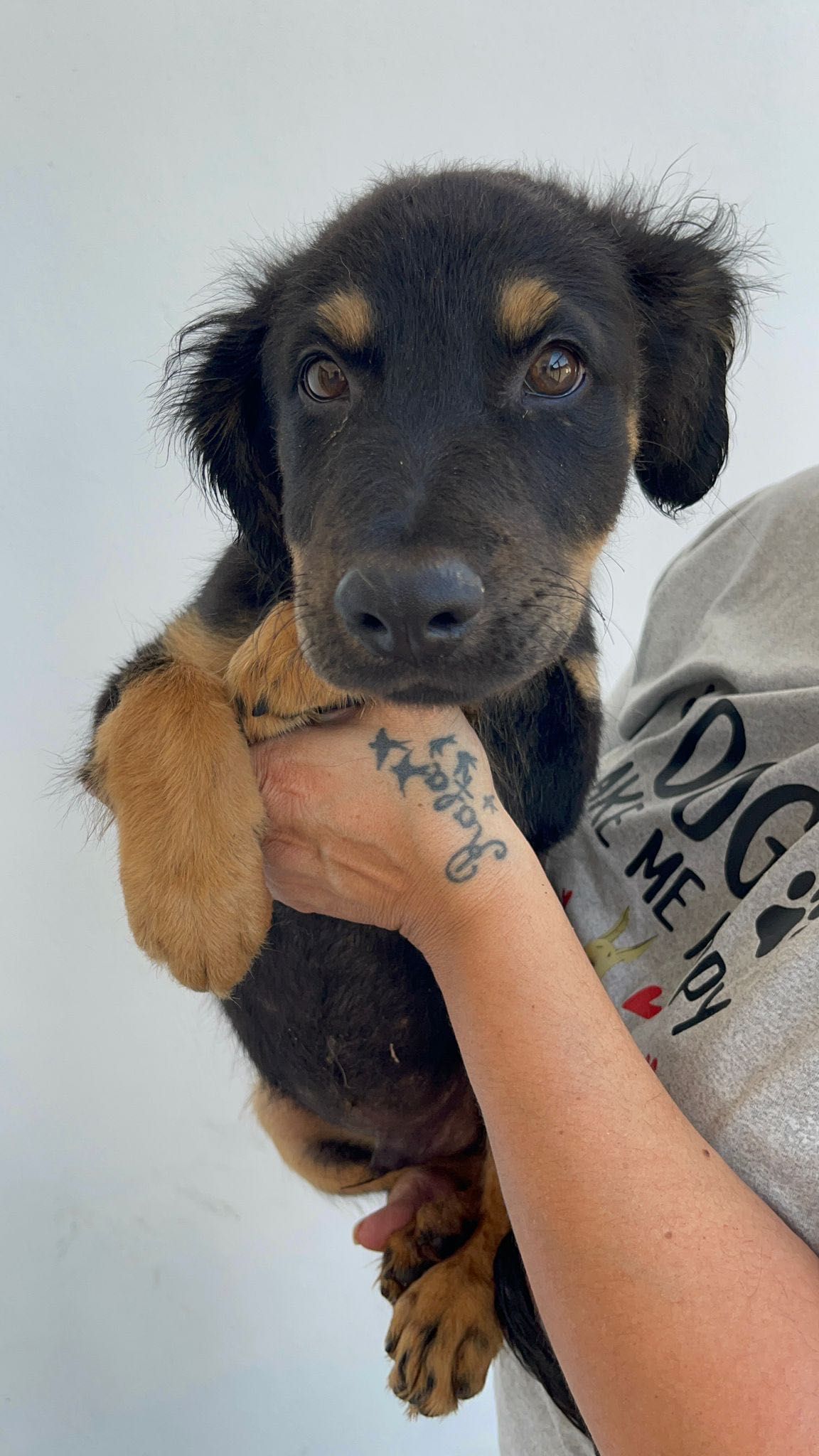 Cachorro para adoção RESPONSÁVEL