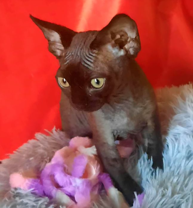 Kocurek Devon Rex