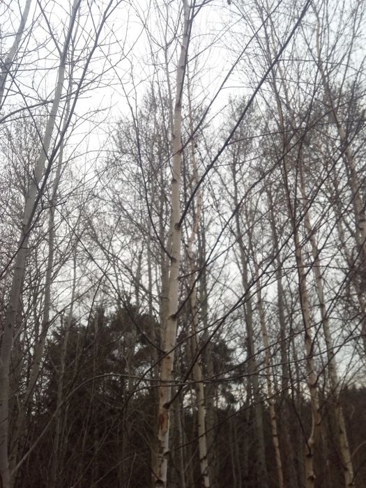 Czyszczenie działek wycinka drzew wywóz