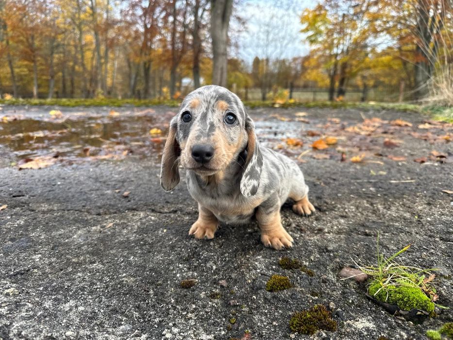 jamnik miniaturowy piesek merlle