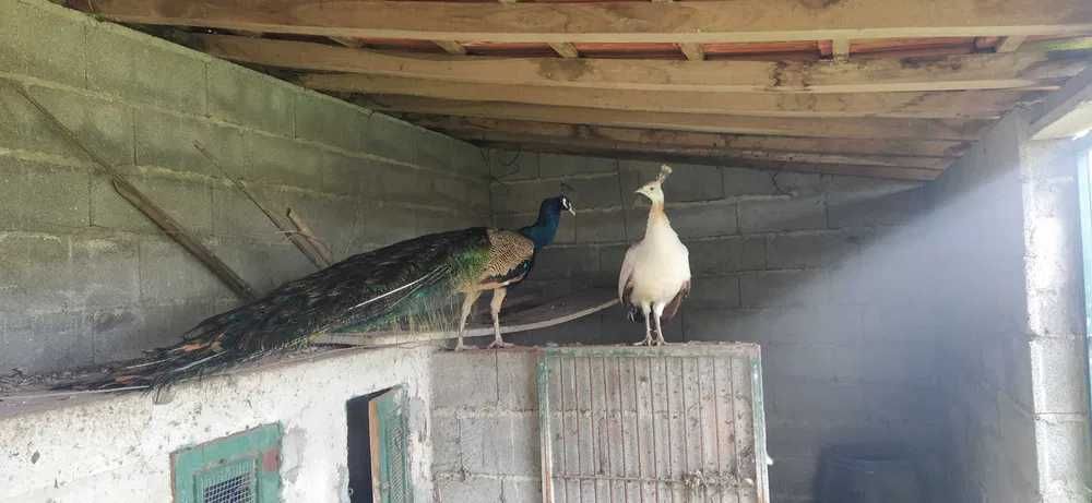 Casal de pavões reprodutores
