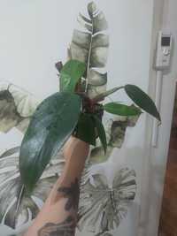 Philodendron mandaianum