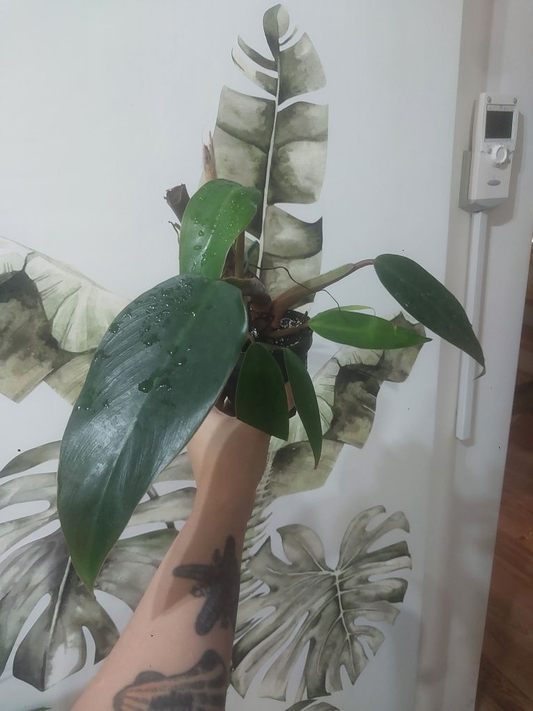 Philodendron mandaianum