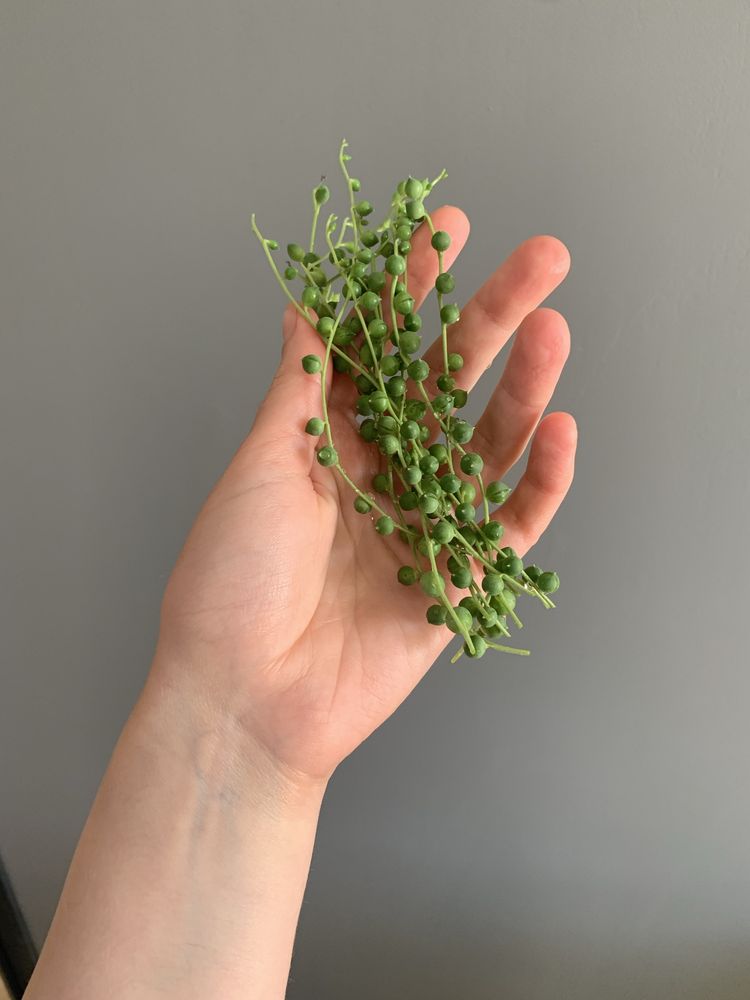Senecio rowleyanus 10 pędów!