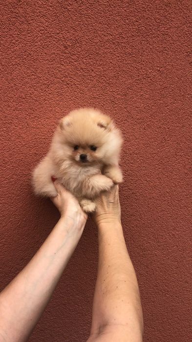 Szpic miniaturowy pomeranian śliczny mini samczyk typ misia BOO