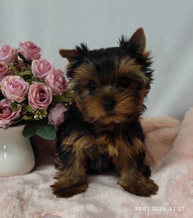 Живчики-цуценята дівчата Йоркширского тер‘єра стандарт