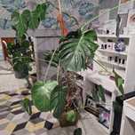 Monstera 180cm wraz z donicą
