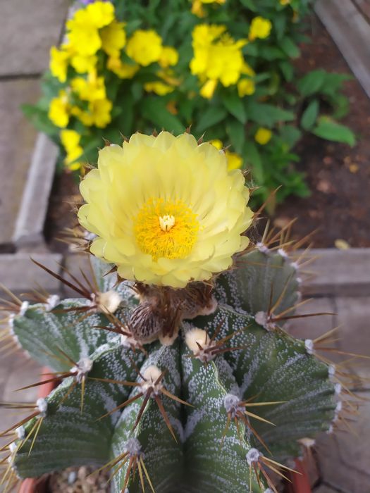 Кактусы  астрофитум украшенный.