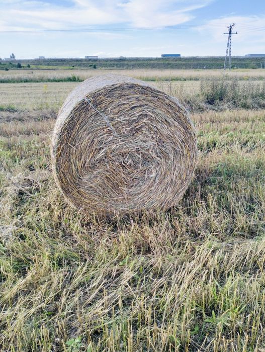 Słoma bele 125x120 zebrana bez deszczu.