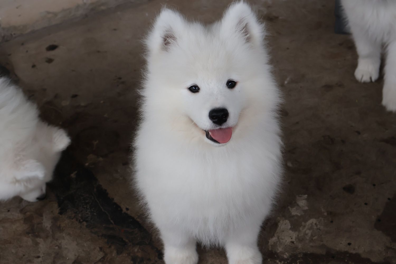 Ostatni  Chłopiec Samoyed