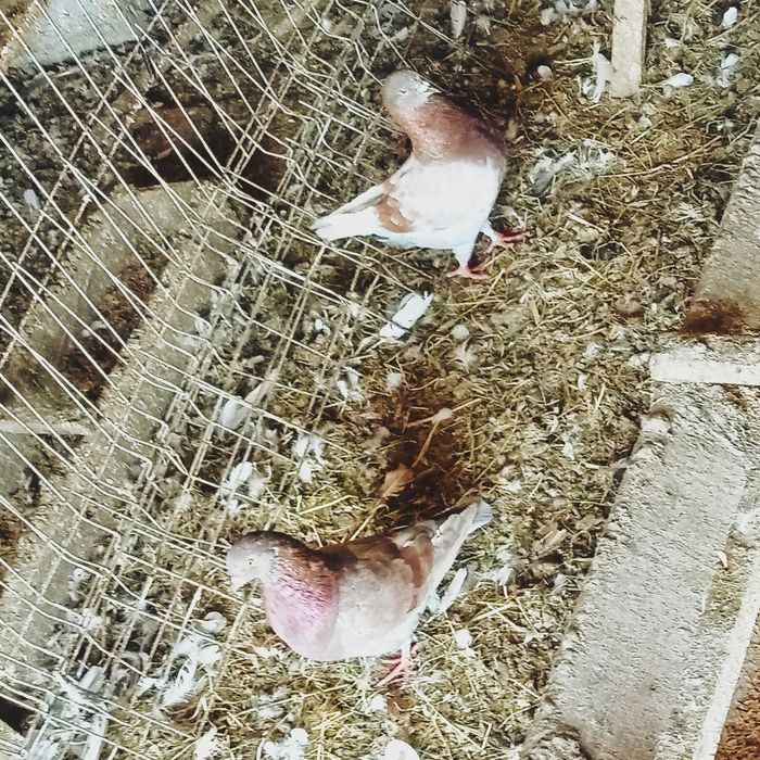 Sprzedam gołębie Kingi