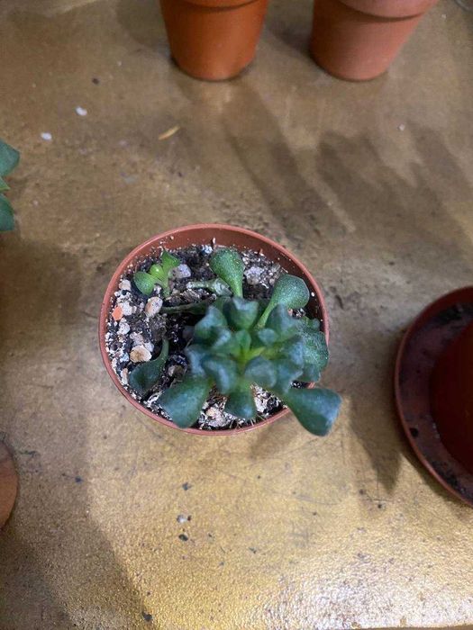 Суккуленты, комнатные растения, обмен могу рассмотреть