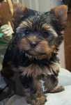 Yorkshire terrier
