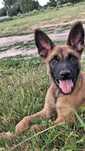 Owczarek Belgijski Malinois, suczka