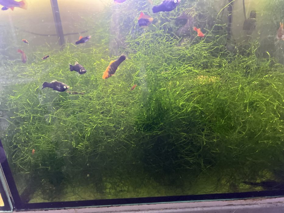 Mech Jawajski porcja