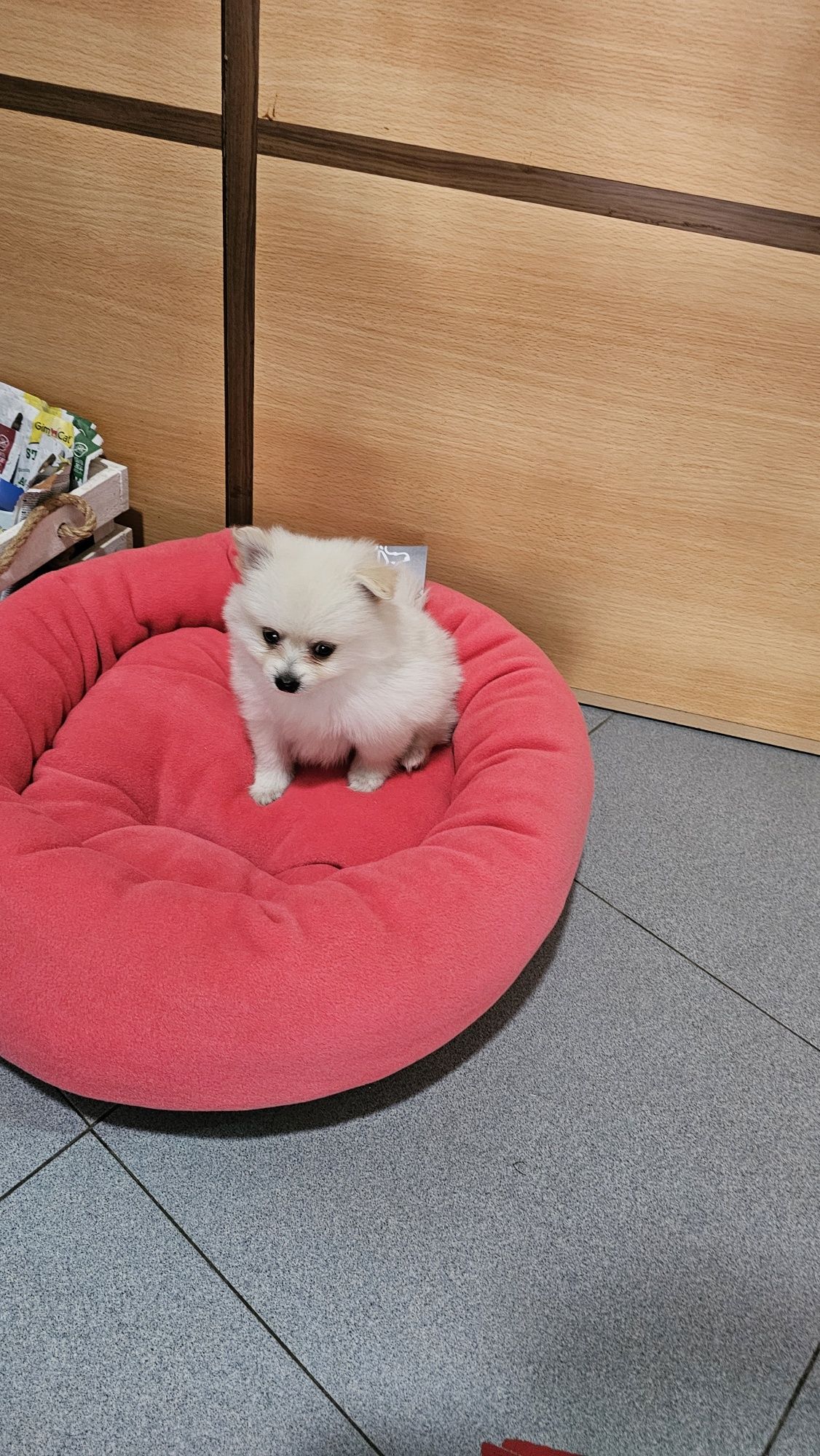 Lulu pomerânia fêmea