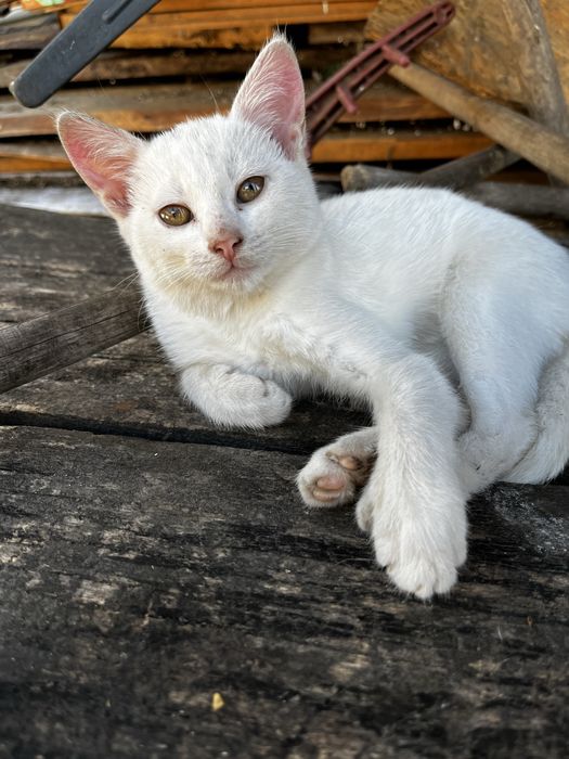 Котики ,кошенята Безкоштовно в добрі руки
