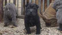 Enzo Cudny szczeniak Shar Pei.czarny z rodowodem. Rodzice FCI IMPORTY