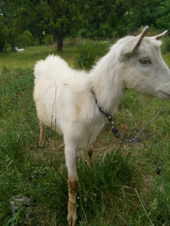 зааненська 10-місячна дійна коза та бенгальська 2-річна коза