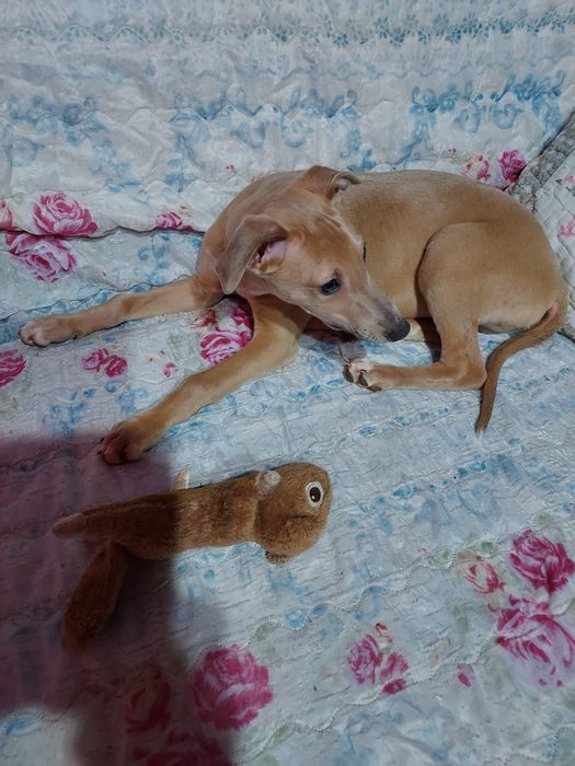 Chart Angielski Whippet piesek