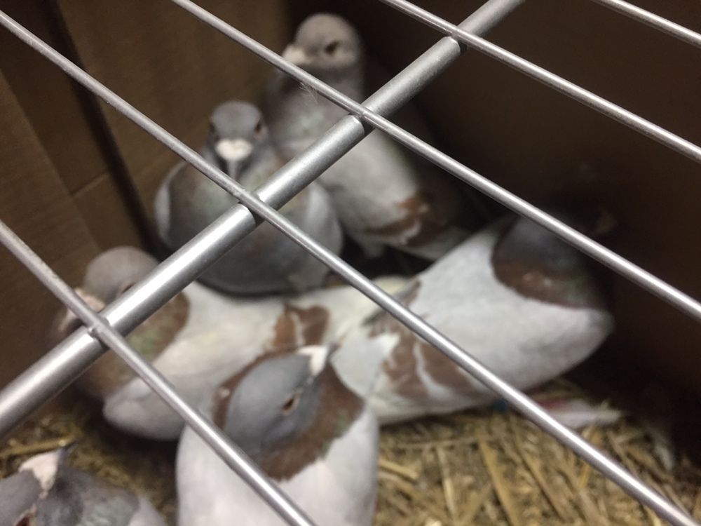 Поштові голуби широкий вибір рас та кольорових гам