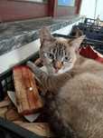 Dao se gatinhas bebé com 2 meses e outra com um ano