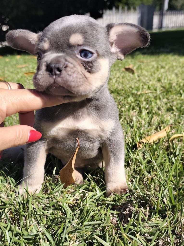 bulldog francês macho