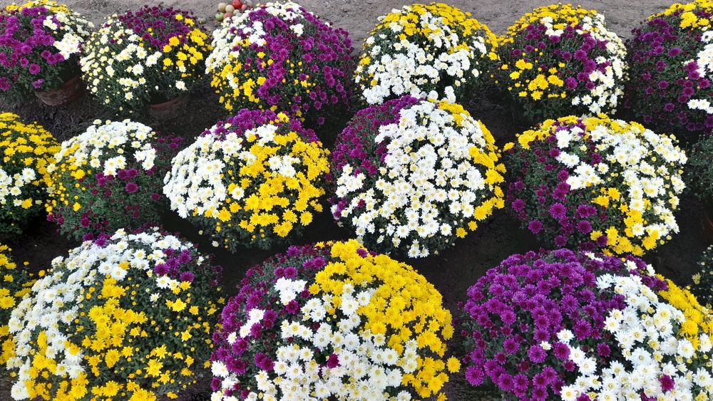 Chryzantemy chryzantema Wadowice