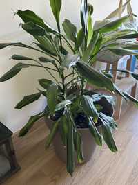 Planta Dracaena Saudável