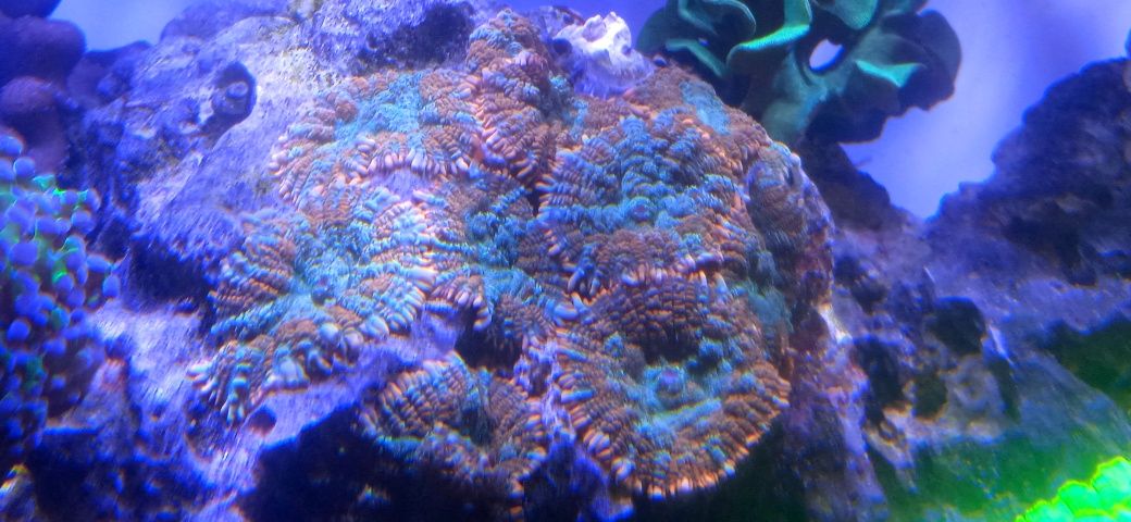 Rhodactis koralowiec. Akwarystyka morska