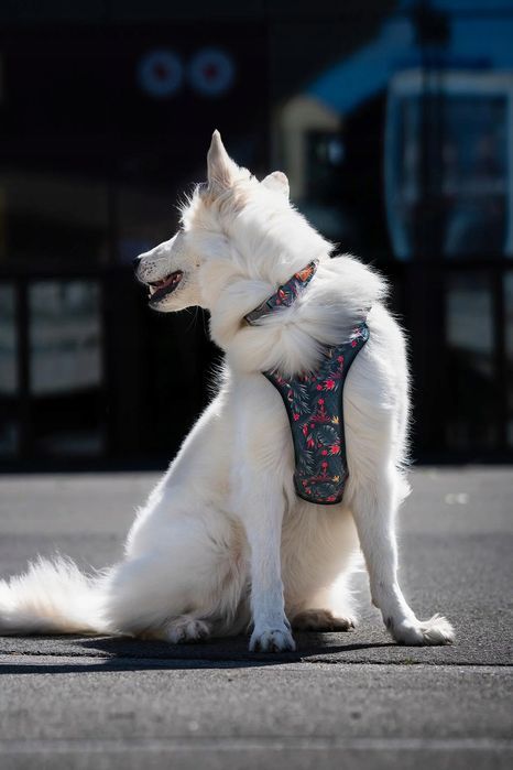 regulowana obroża dla psa kundelka beagle s/m 20 mm  zielona we wzory