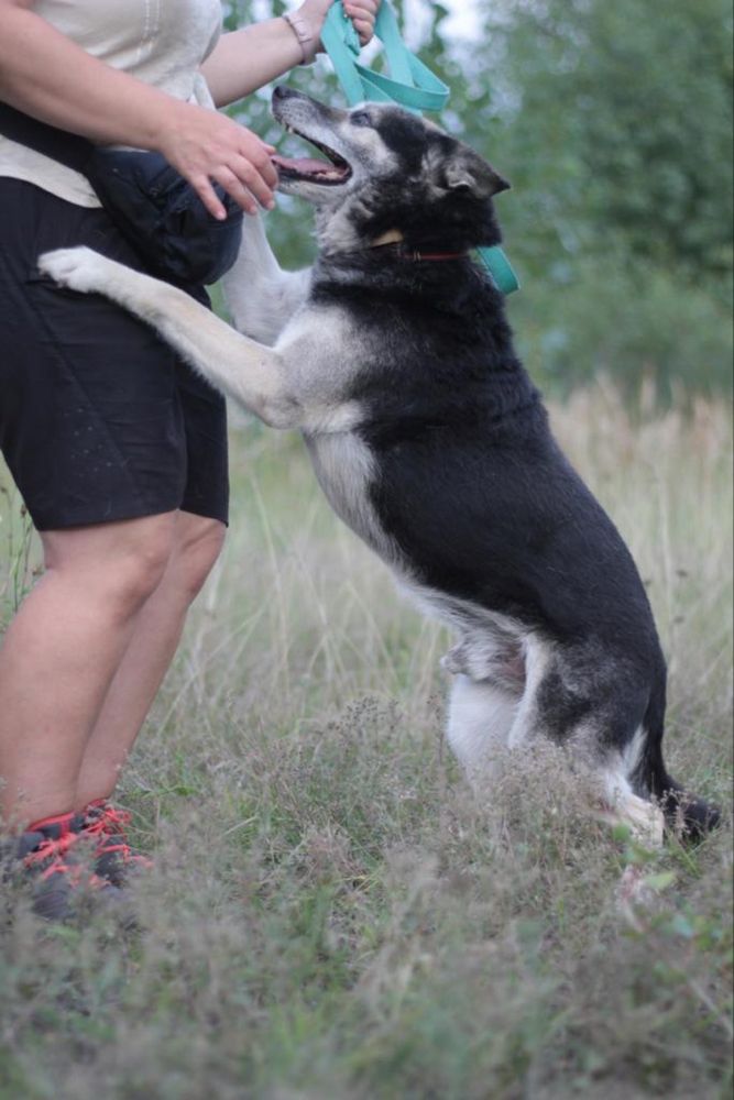 Kochany, wesoły Kostek chciałby te święta spędzić w domu..