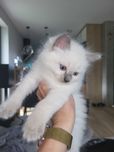 Kocięta rasy Ragdoll
