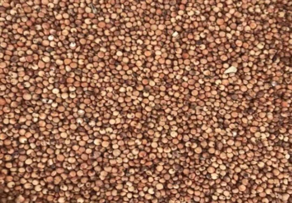 Czerwone sorgo workowane / 25 kg paszowe