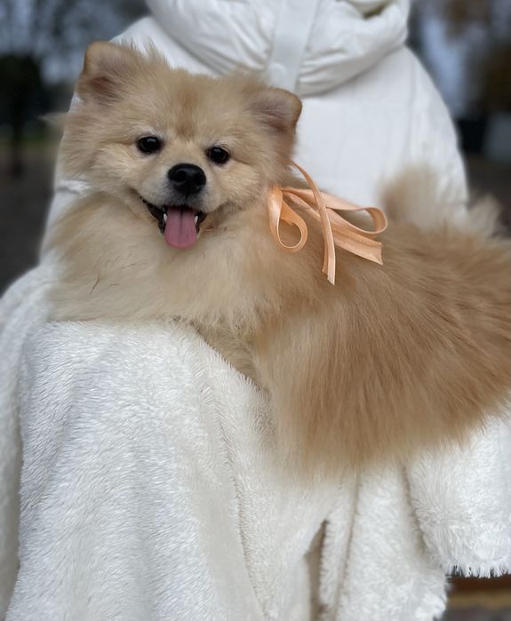 Померанські шпіци  краса, ніжність і любов в одному