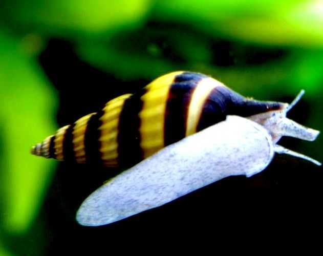 Ślimak Helenka Clea helena zjada inne ślimaki