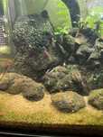 Camaroes neocaridina