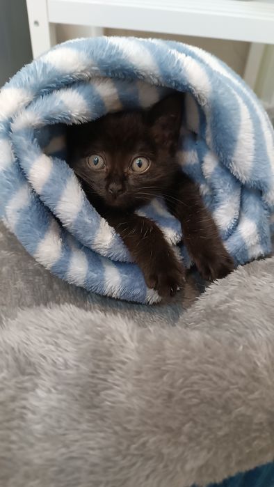 Gatinho bebê para adoção