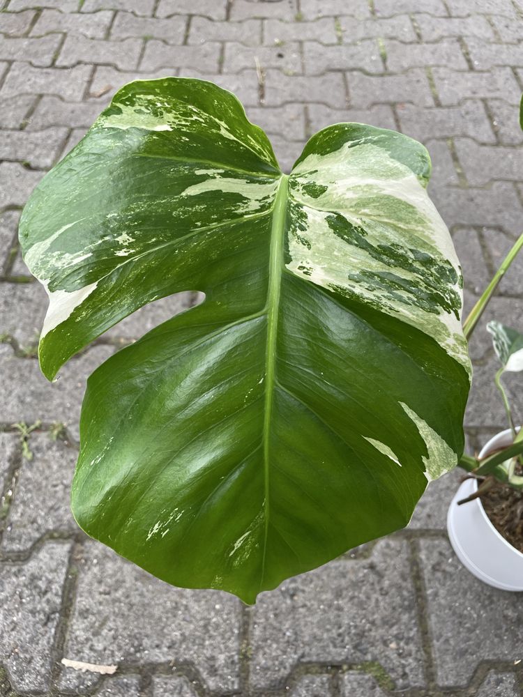 Monstera variegat