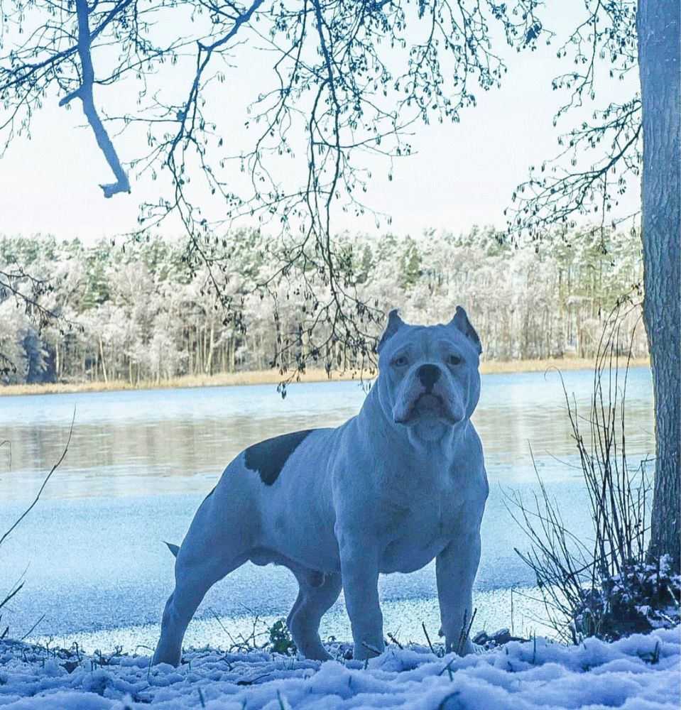 American Bully Szczeniak Abkc