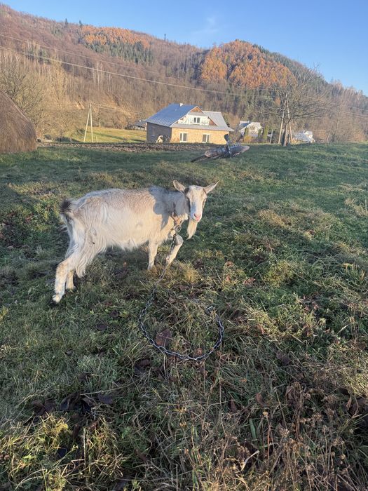 Продам дві кози