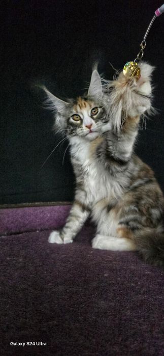 Розкішне срібне кошеня мейн-кун