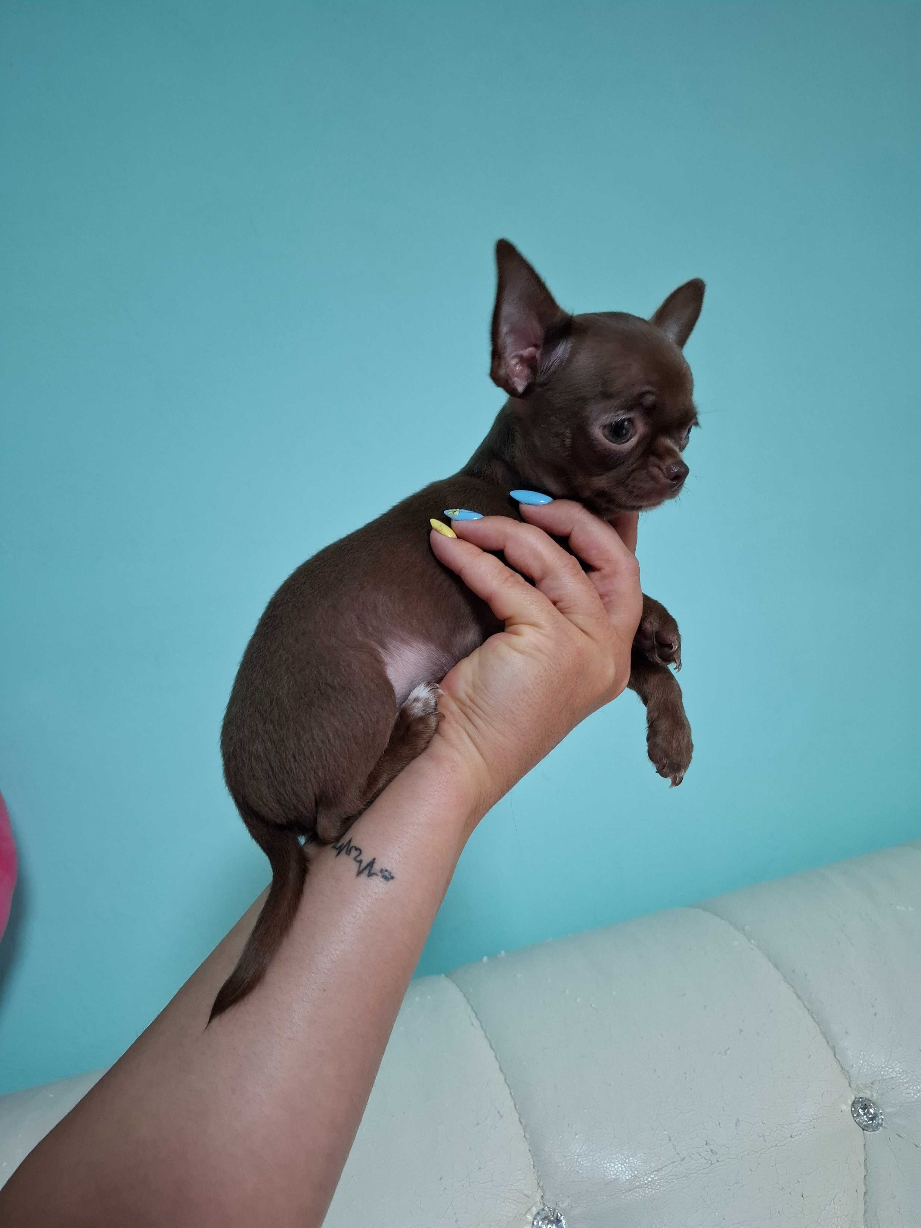 Mini czekoladowa suczka chihuahua Tiffany.