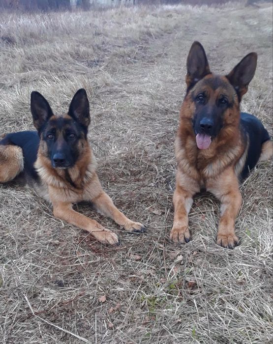 Щенок немецкой овчарки