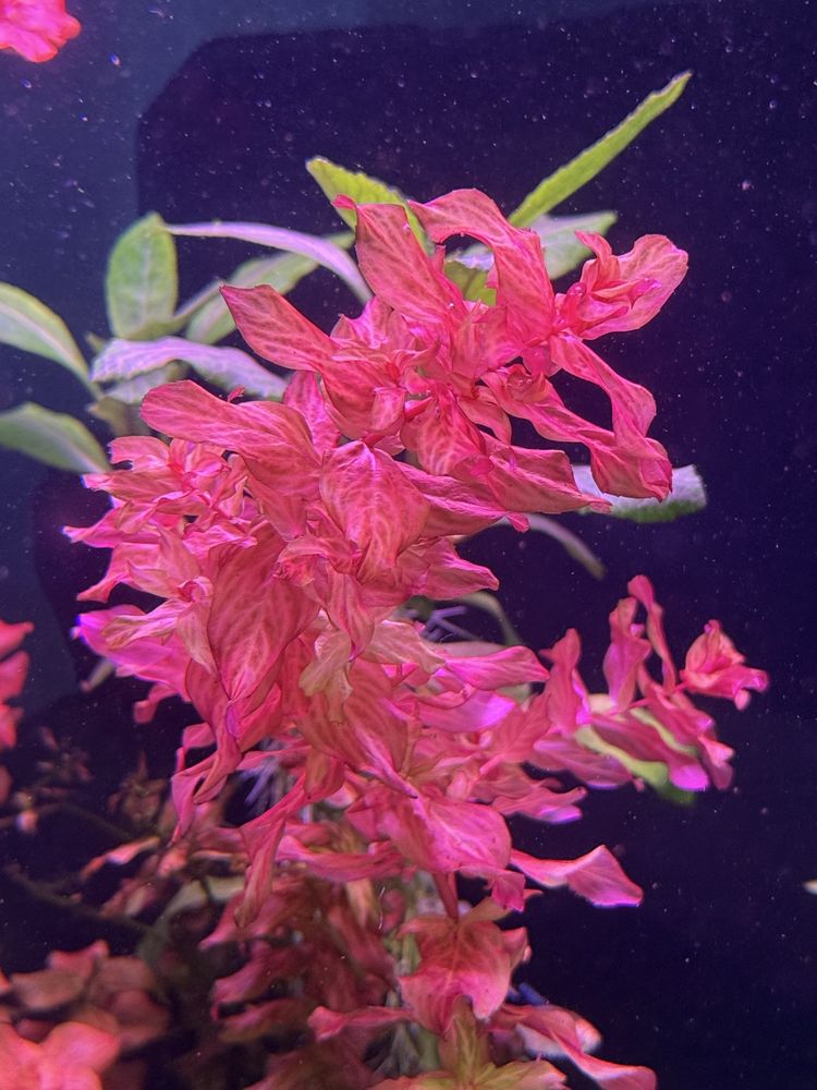 Rotala macrandra Variegated ( z przycinki) real foto